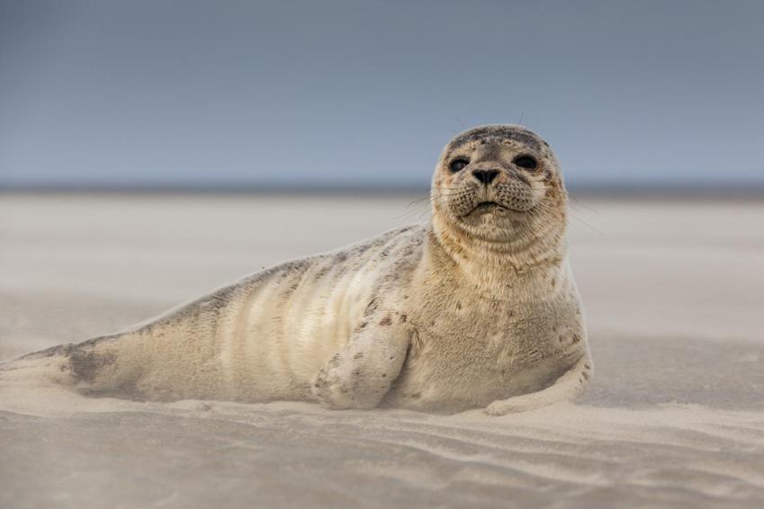 Hamac Chic Vue Mer. Berck Eksteriør billede